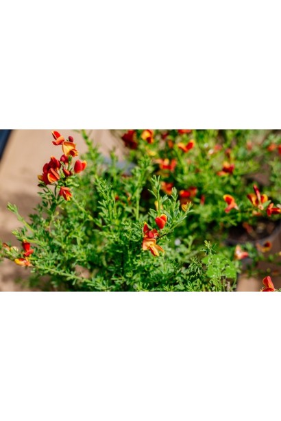 Cytisus Lena опис